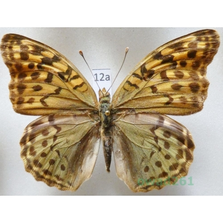 Argynnis pandora (Denis & Schiffermüller, 1775)  Bulgaria12a